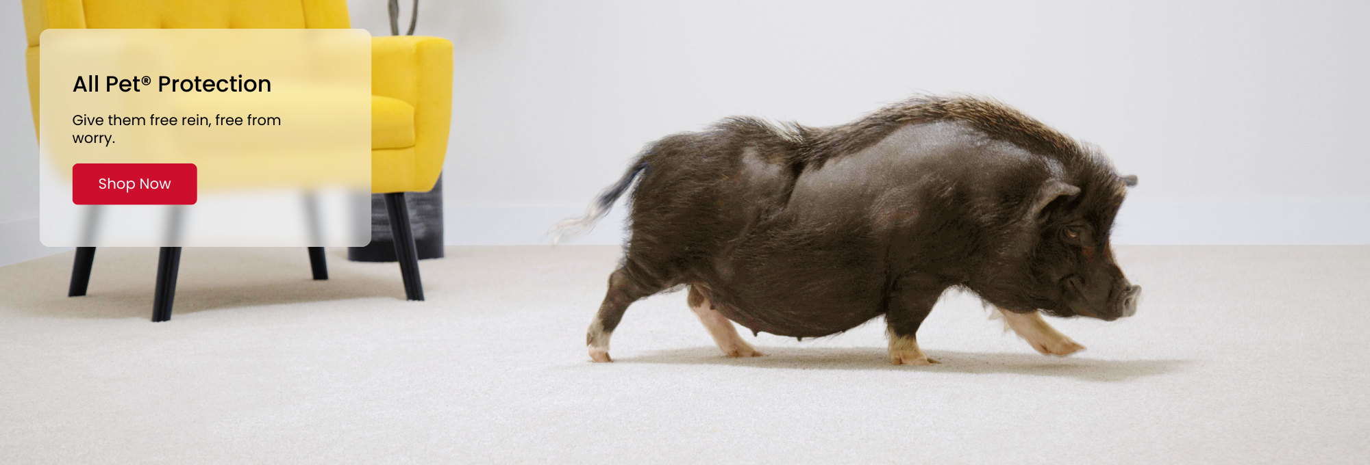 Browse Mohawk Flooring's Pet Premier Carpet