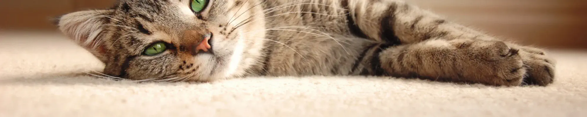 Carpet information on the latest trends from Carolina Flooring & Interiors